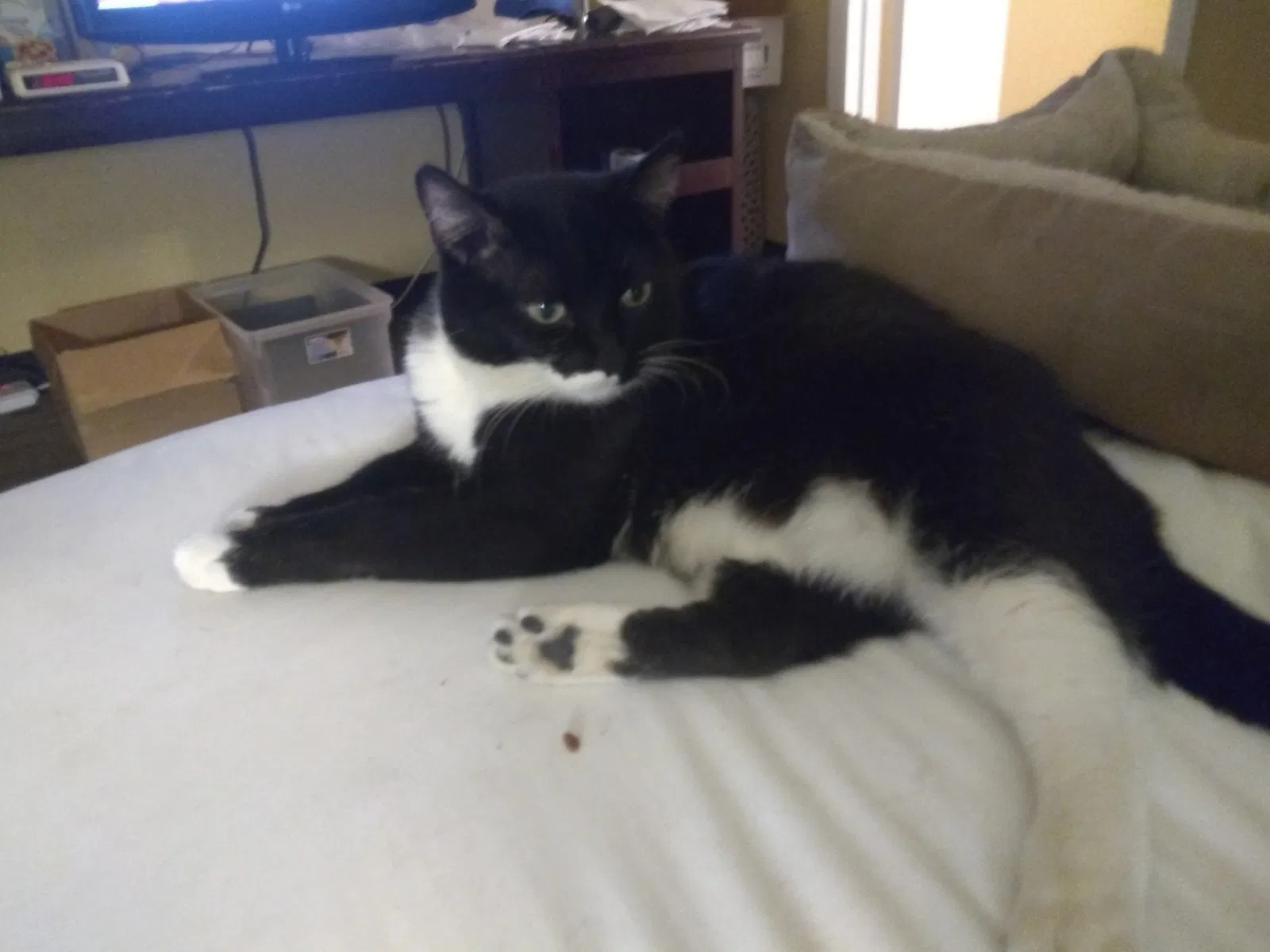 Lost cat in Grand Junction, CO, 81501