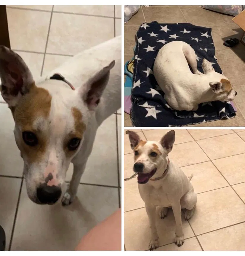 Lost dog in San Juan, TX, 78589