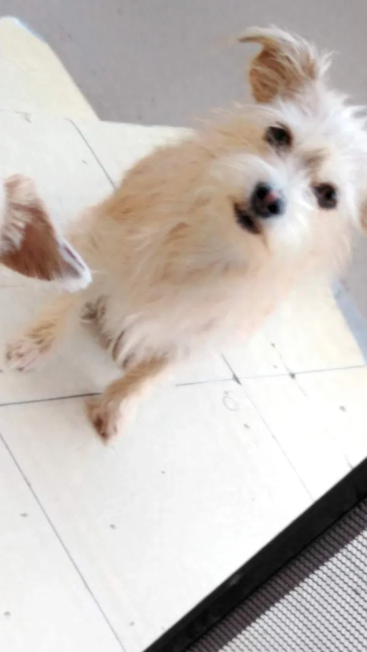 Lost dog in Colton, CA, 92324