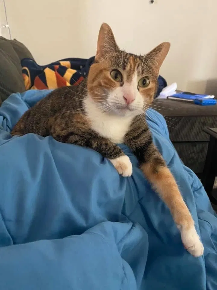 Lost cat in Catonsville, MD, 21228