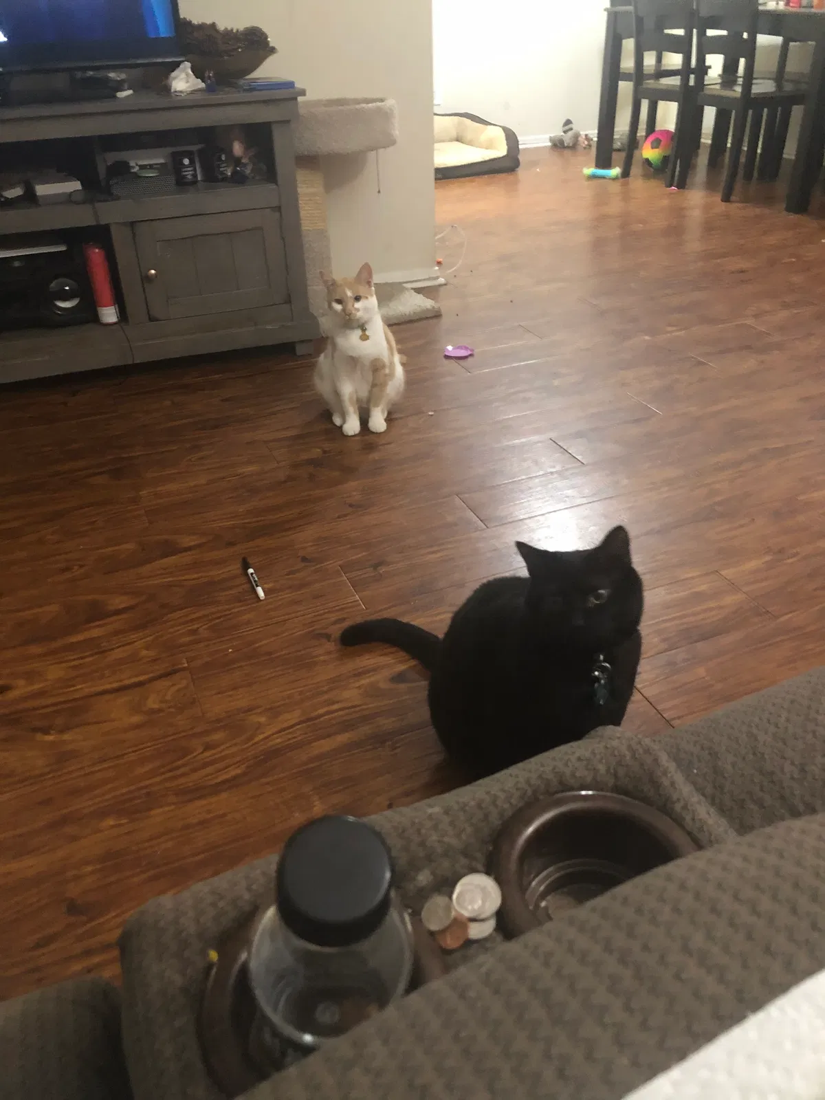 Lost cat in Silver Spring, MD, 20905
