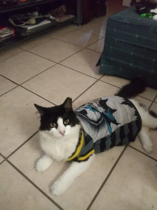 Lost cat in Lakeland, FL, 33815