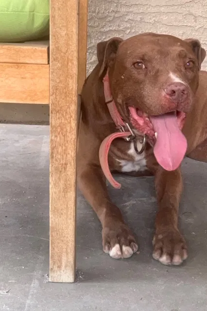 Found dog in Avondale, AZ, 85323