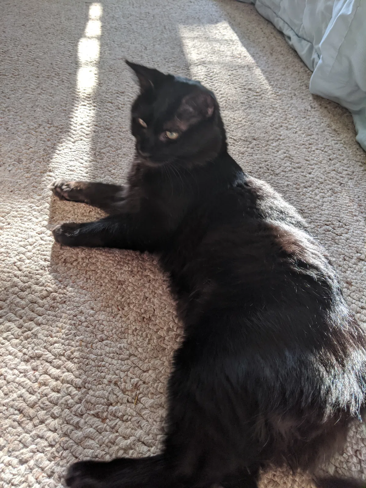 Lost cat in Myrtle Beach, SC, 29575