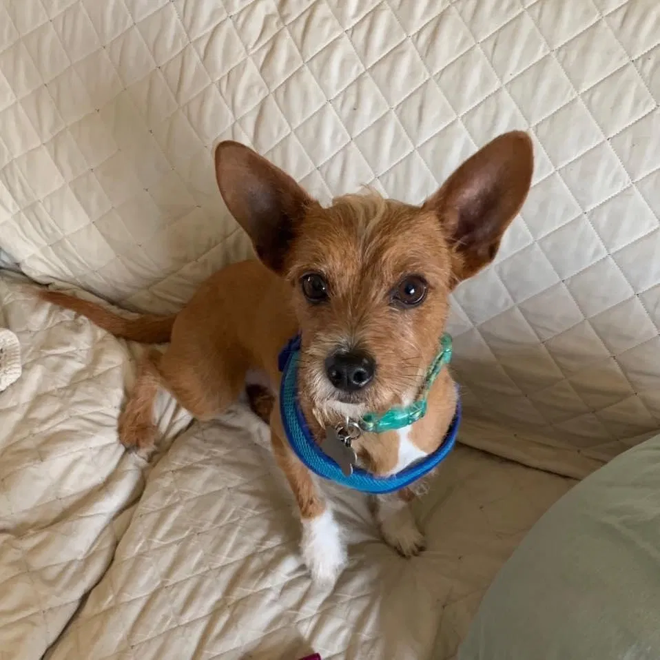 Lost dog in Bowie, MD, 20716