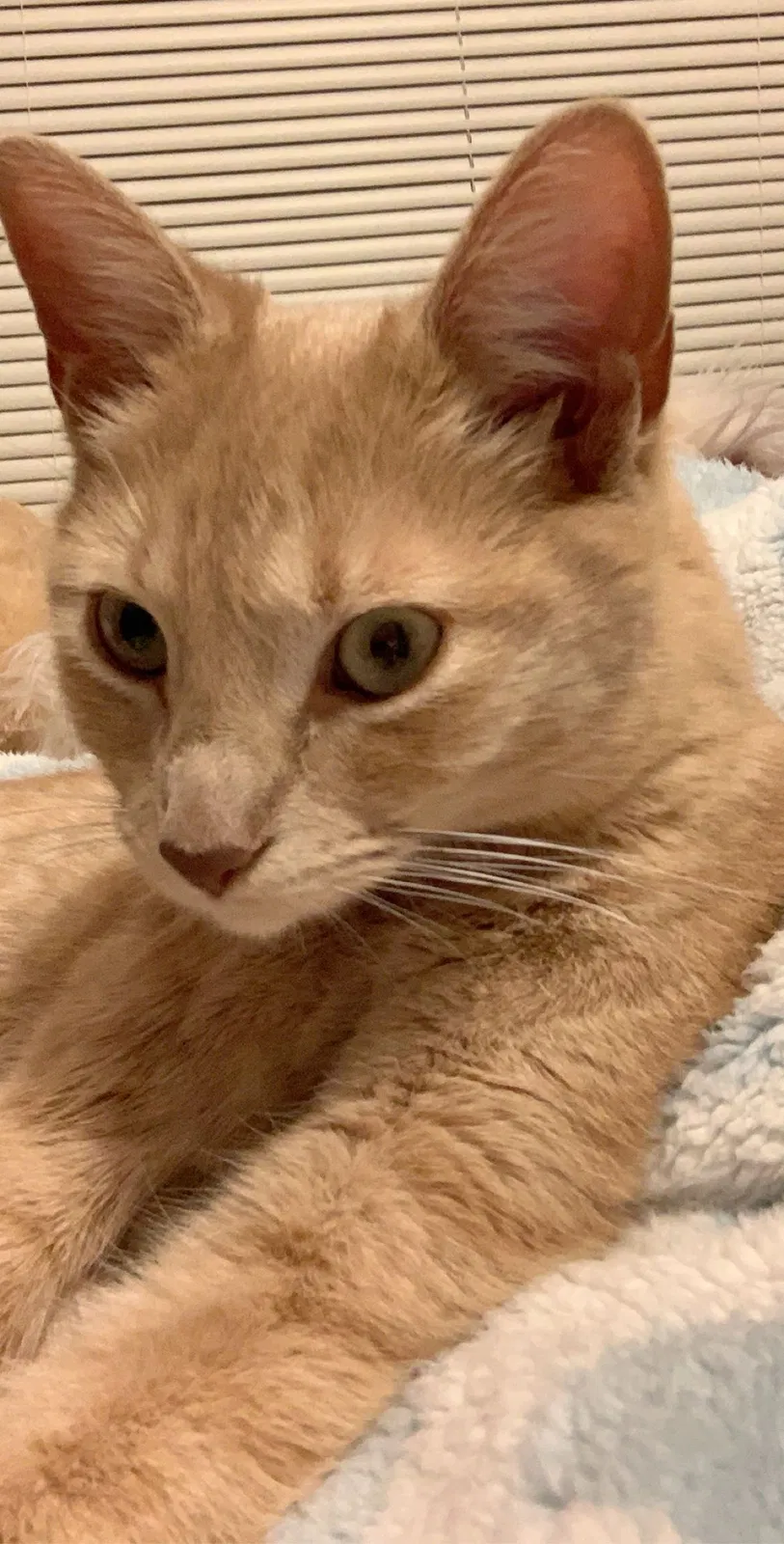 Lost cat in Baileys Harbor, WI, 54202