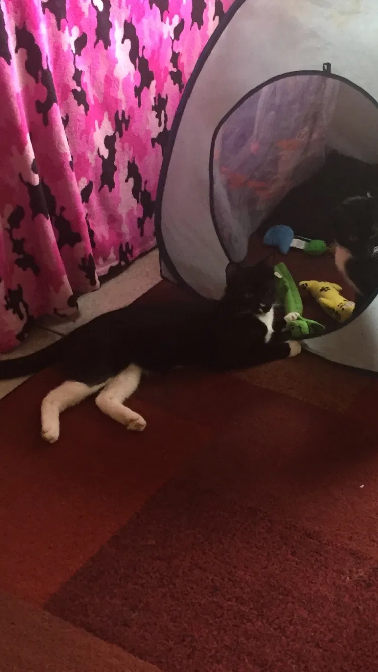 Lost cat in Lakeland, FL, 33801