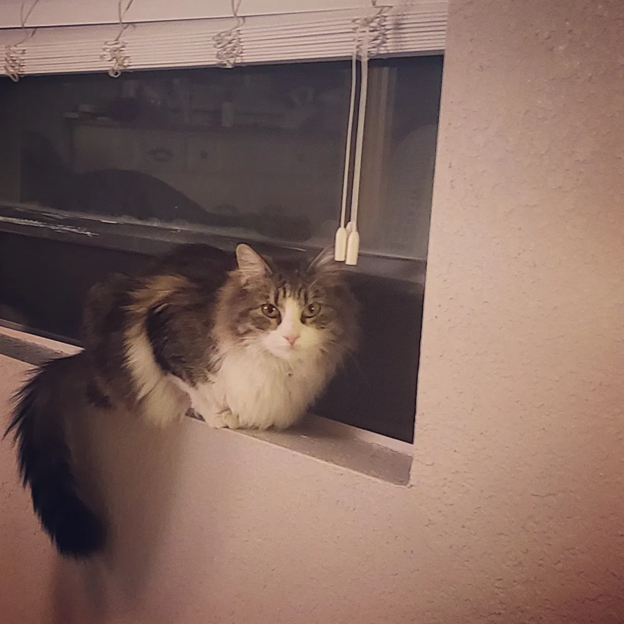 Lost cat in Reno, NV, 89523