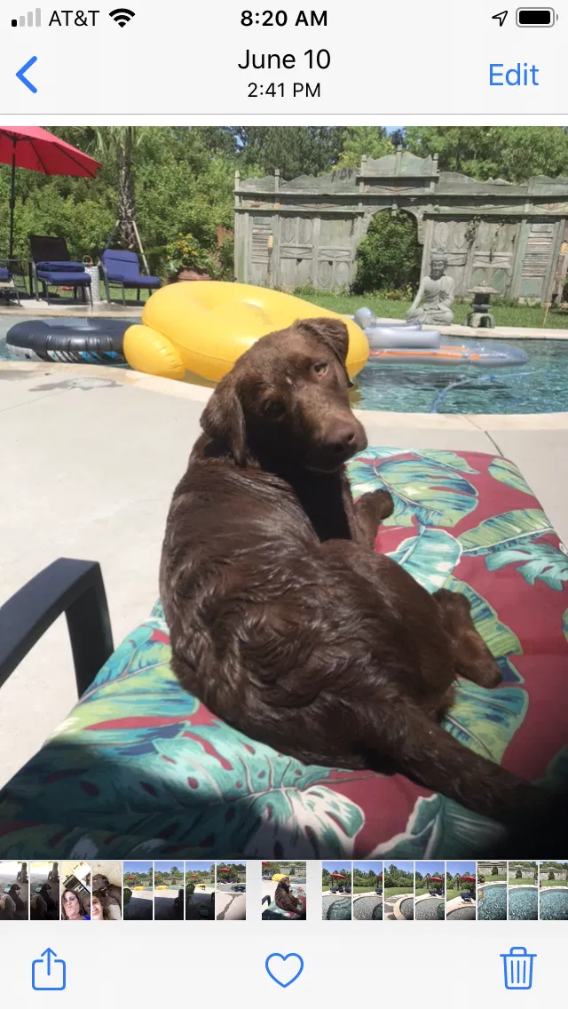 Lost dog in Covington, LA, 70435