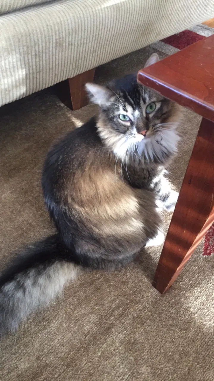Lost cat in Los Altos, CA, 94024