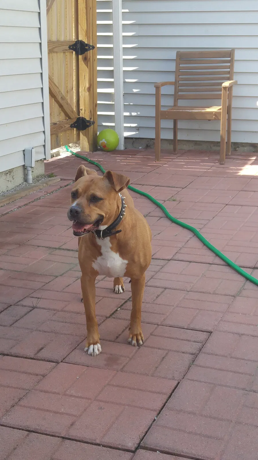 Lost dog in Champaign, IL, 61821