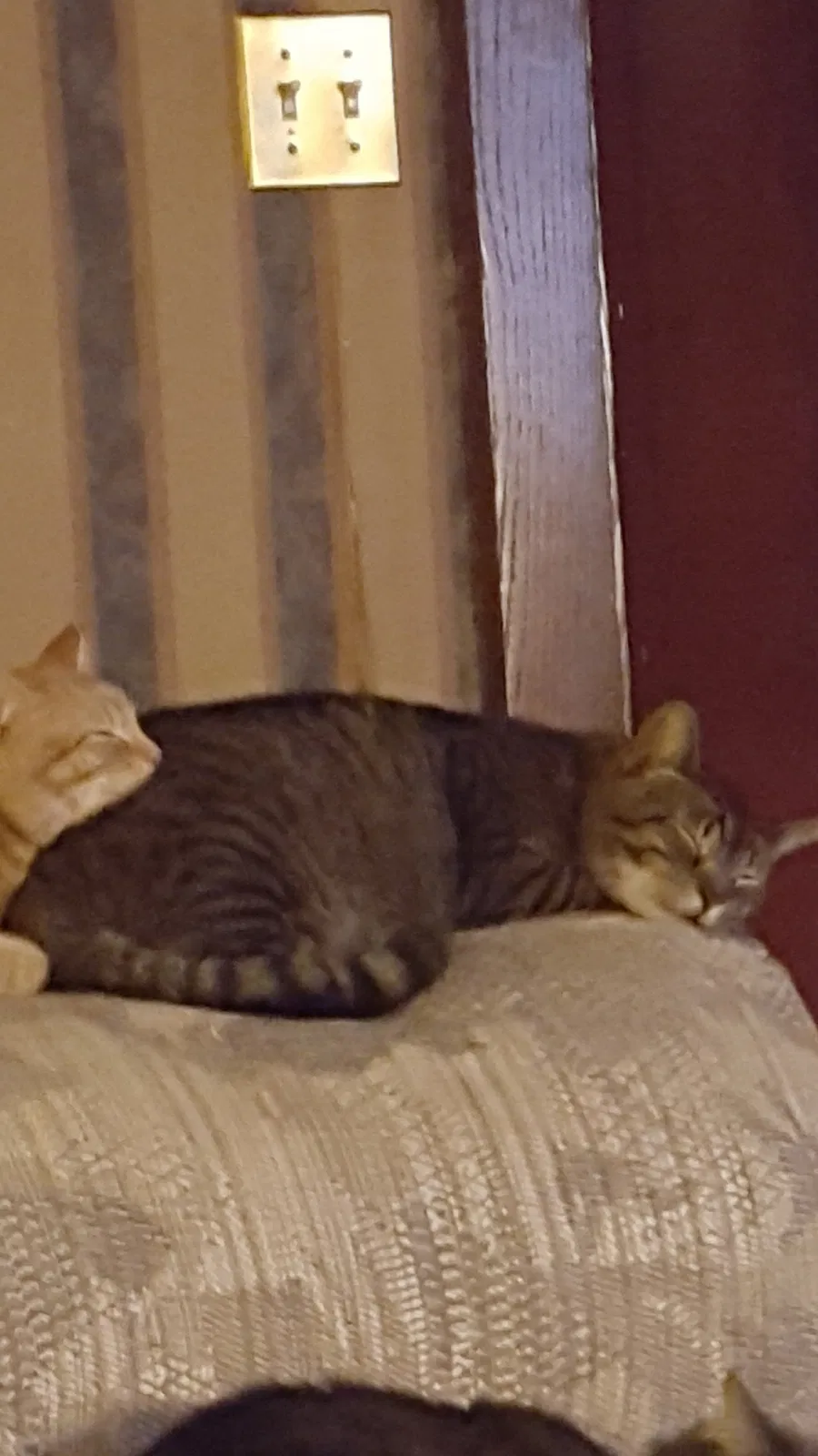 Lost cat in Reading, PA, 19607