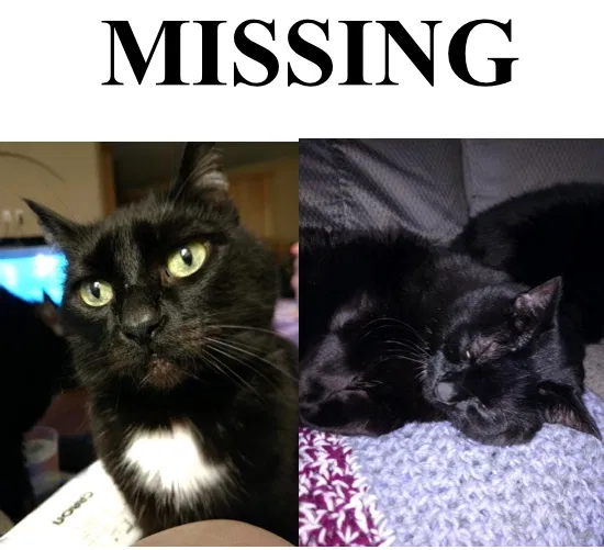 Lost cat in Olympia, WA, 98512