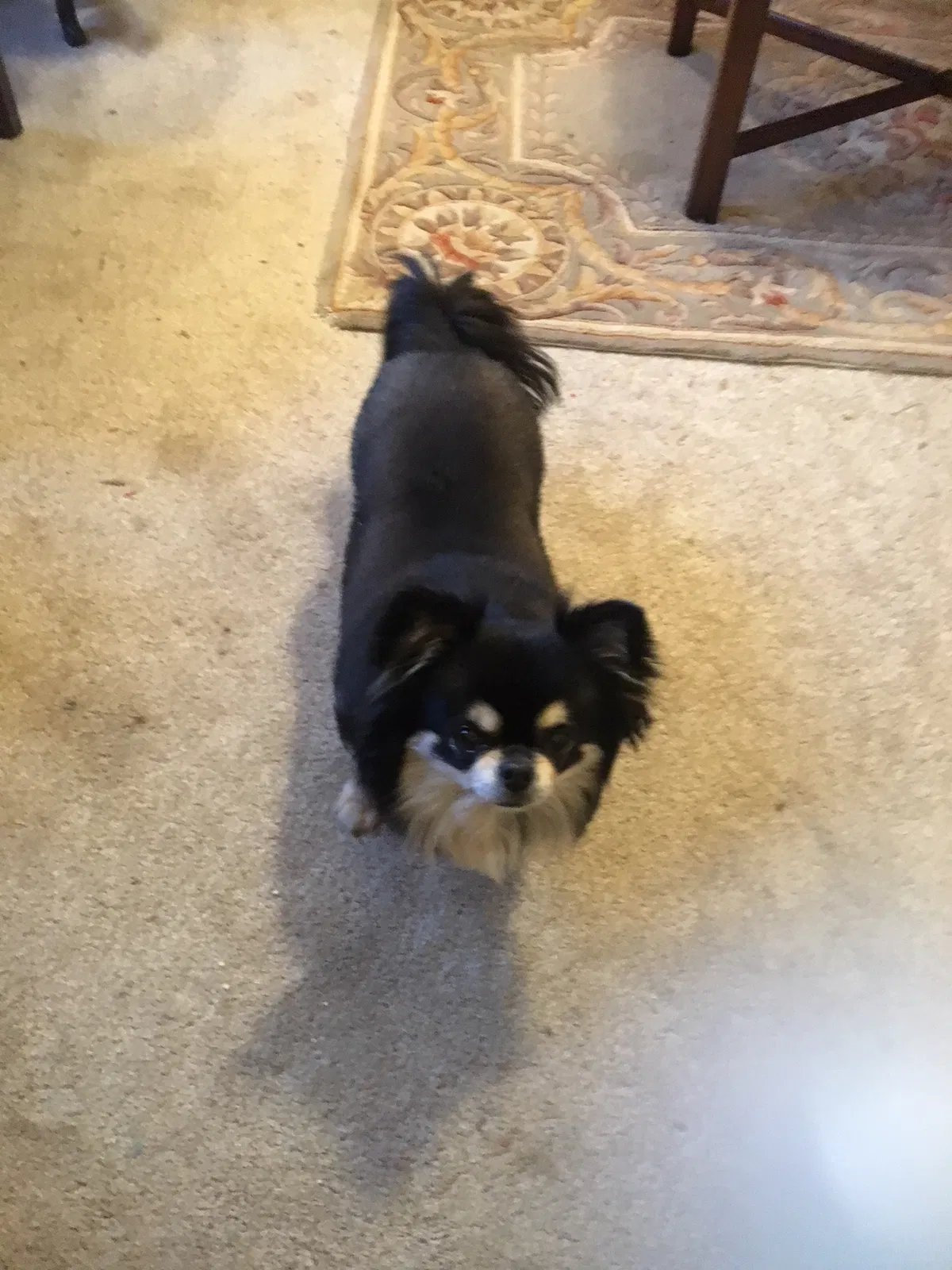 Lost dog in Fayetteville, AR, 72703