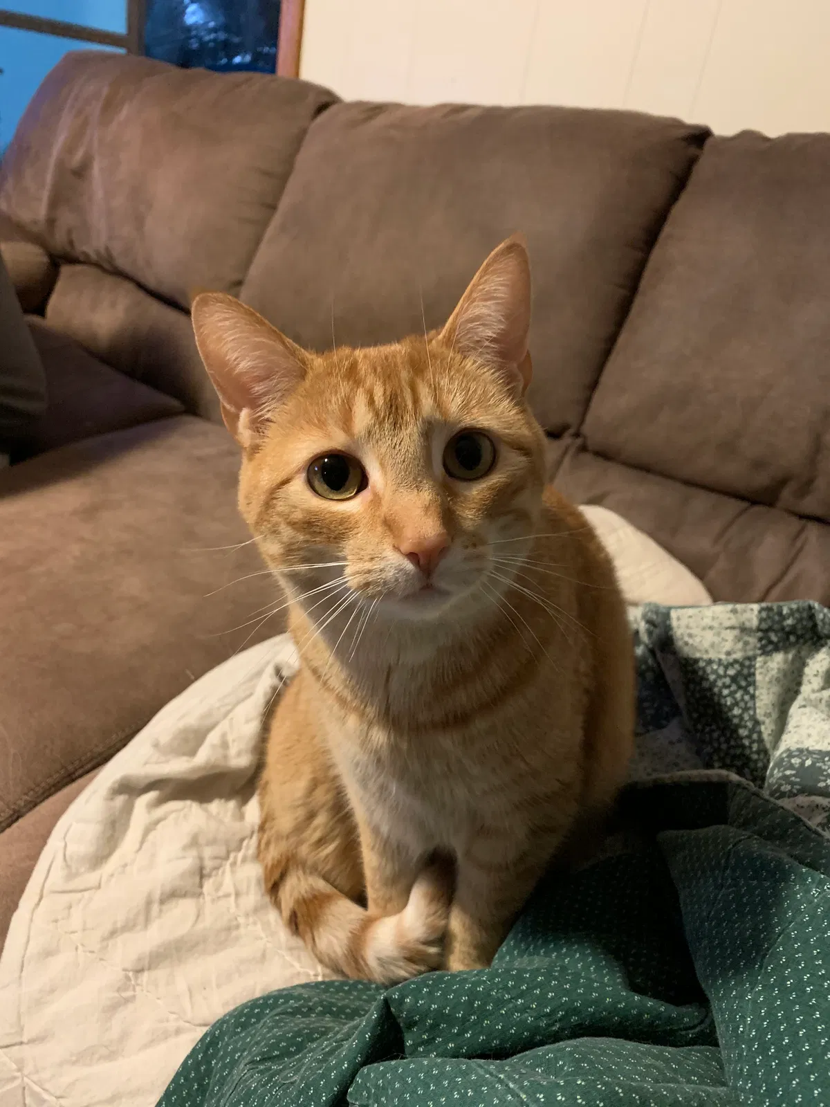 Lost cat in New Glarus, WI, 53574