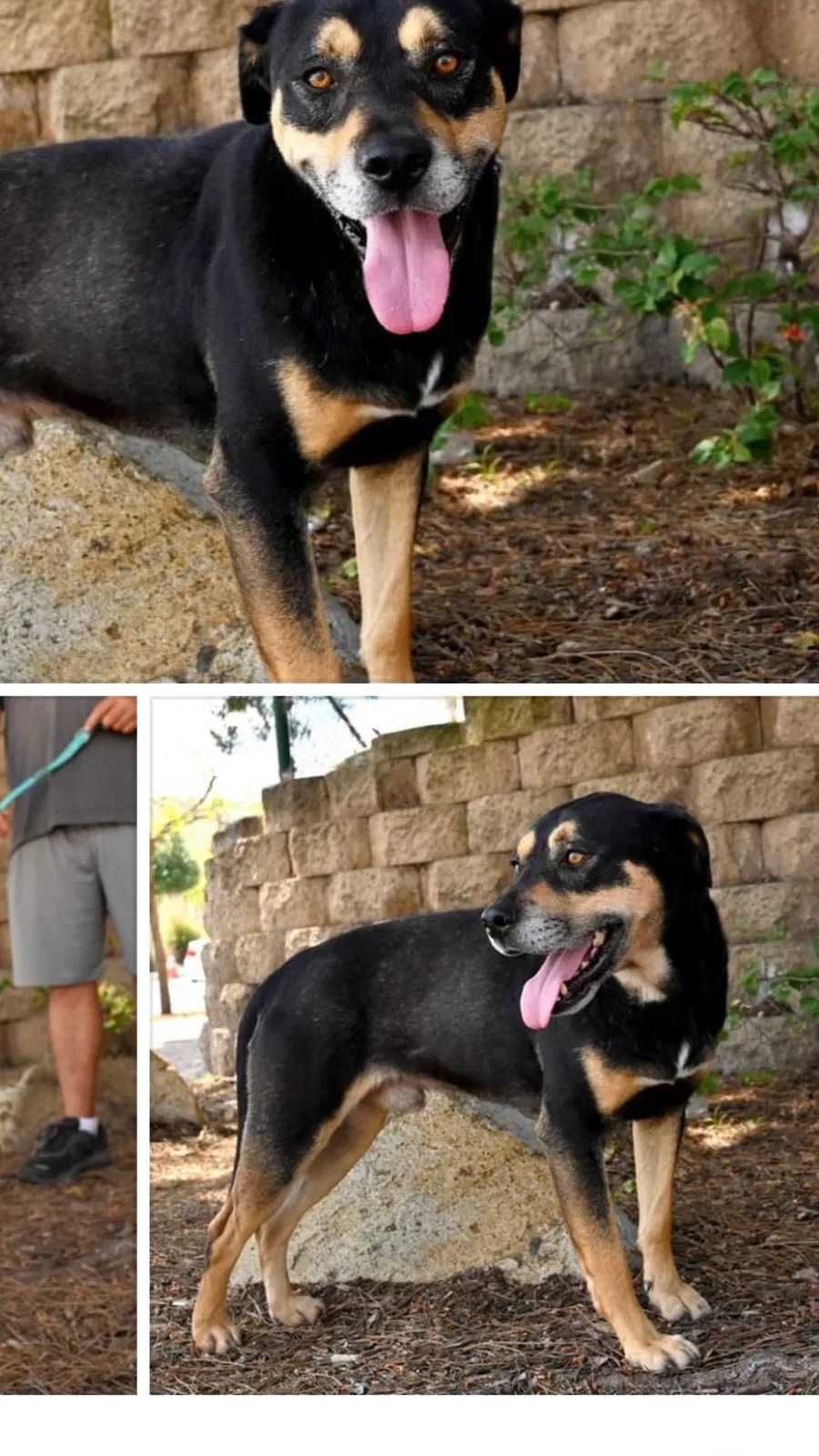 Lost dog in San Diego, CA, 92111