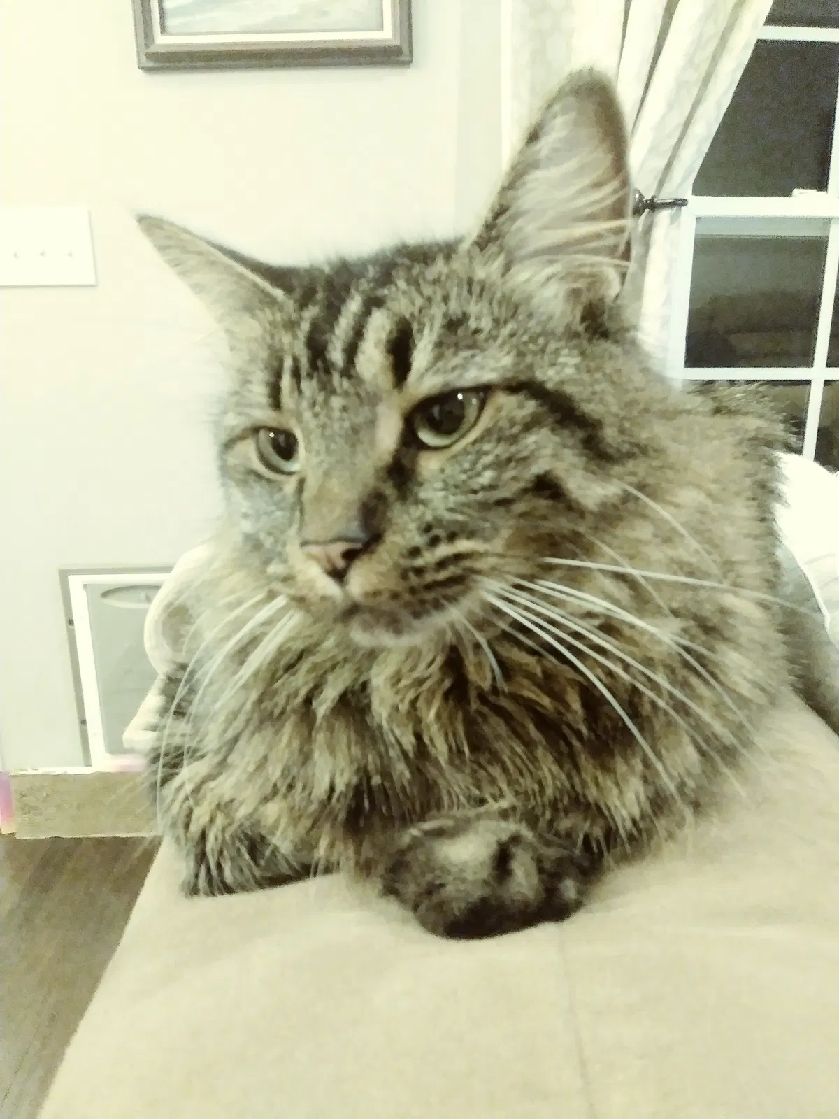 Lost cat in Mooresville, NC, 28115