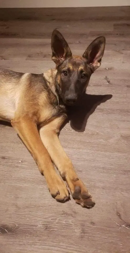 Lost dog in Fresno, CA, 93706