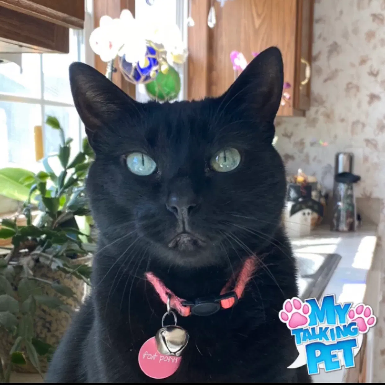 Lost cat in Lincoln, DE, 19960