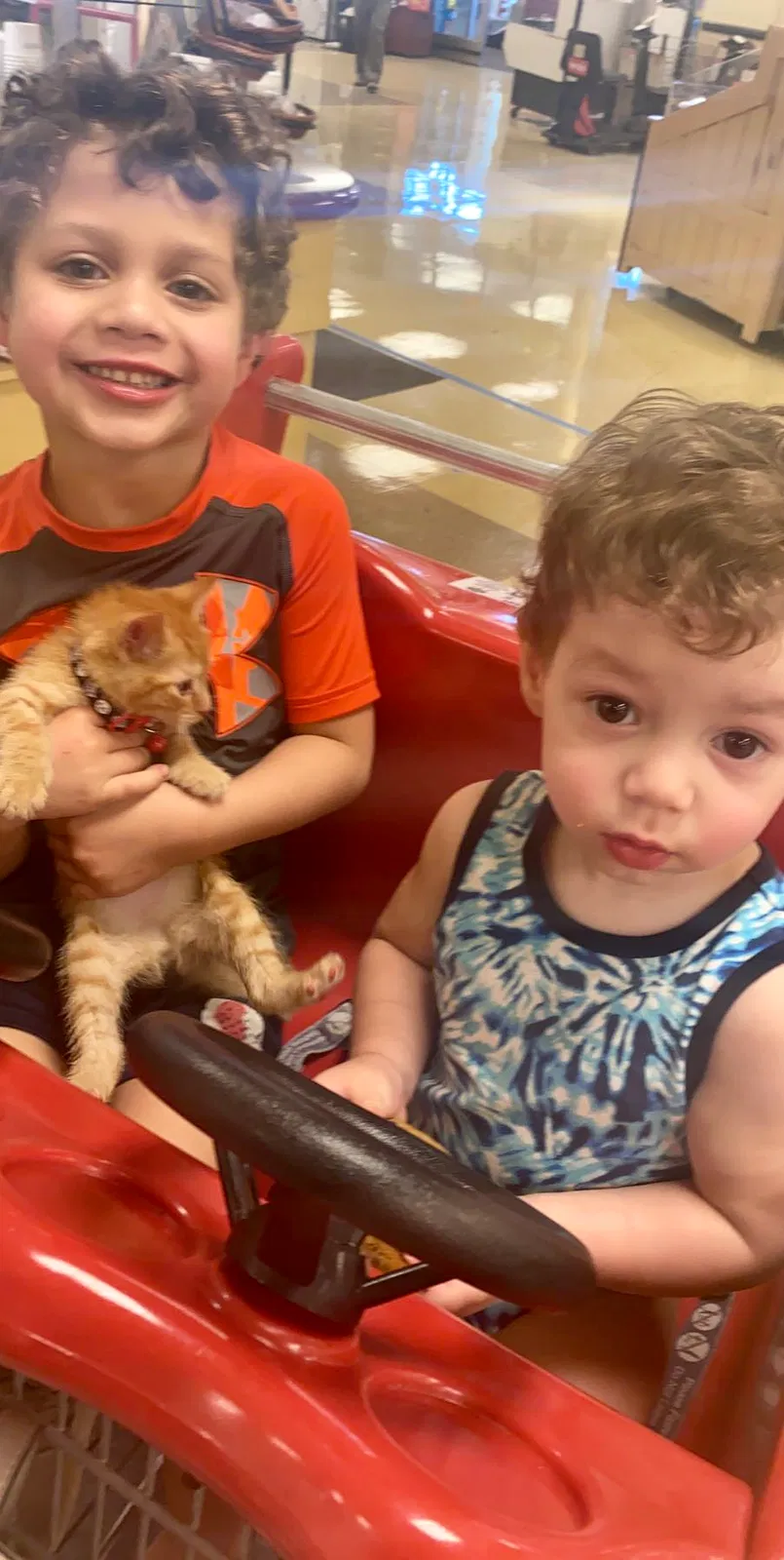 Lost cat in Lancaster, PA, 17603