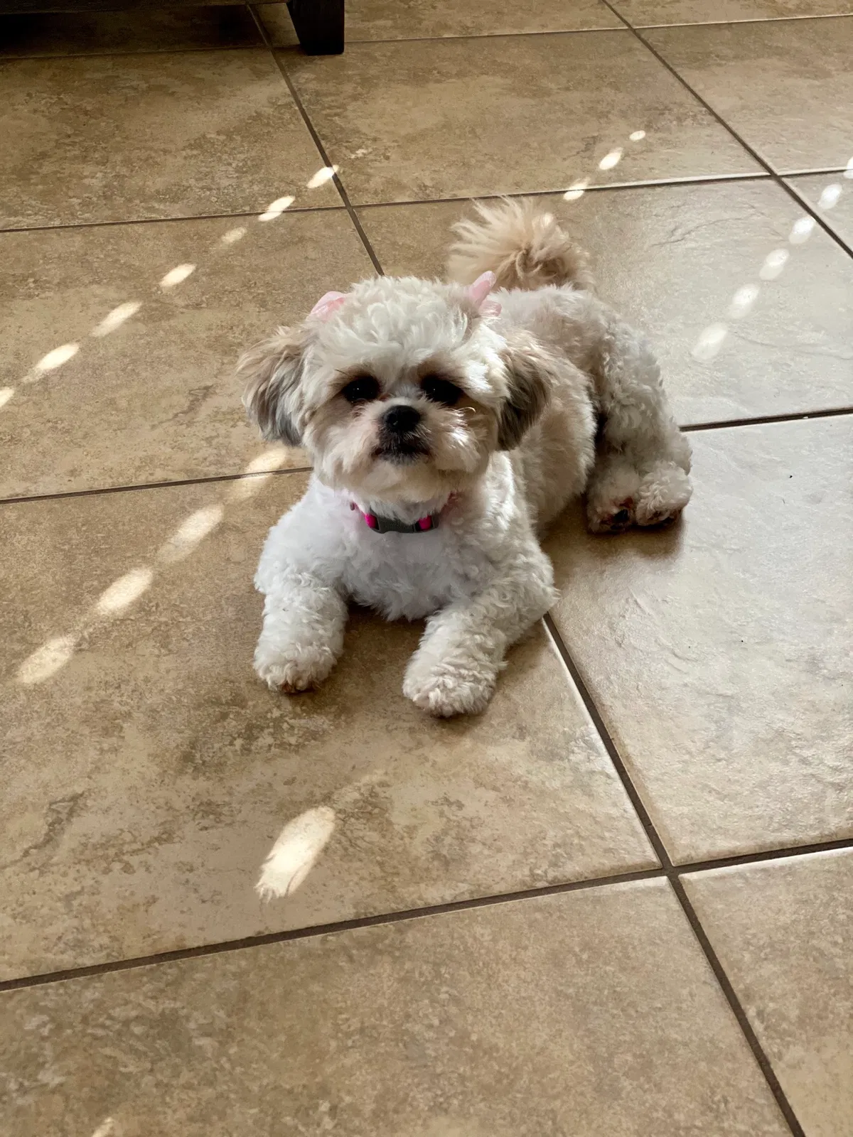 Lost dog in Laredo, TX, 78045