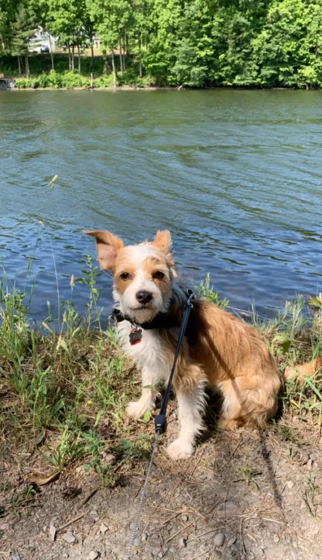 Lost dog in Fulton, NY, 13069