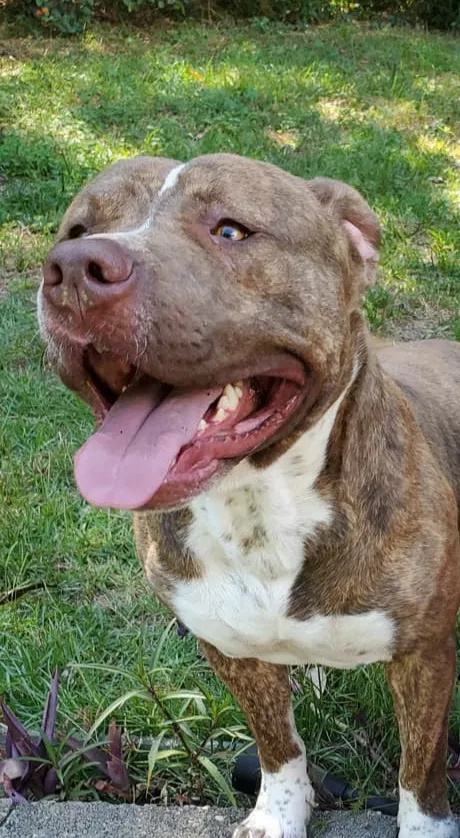 Lost dog in Daphne, AL, 36526