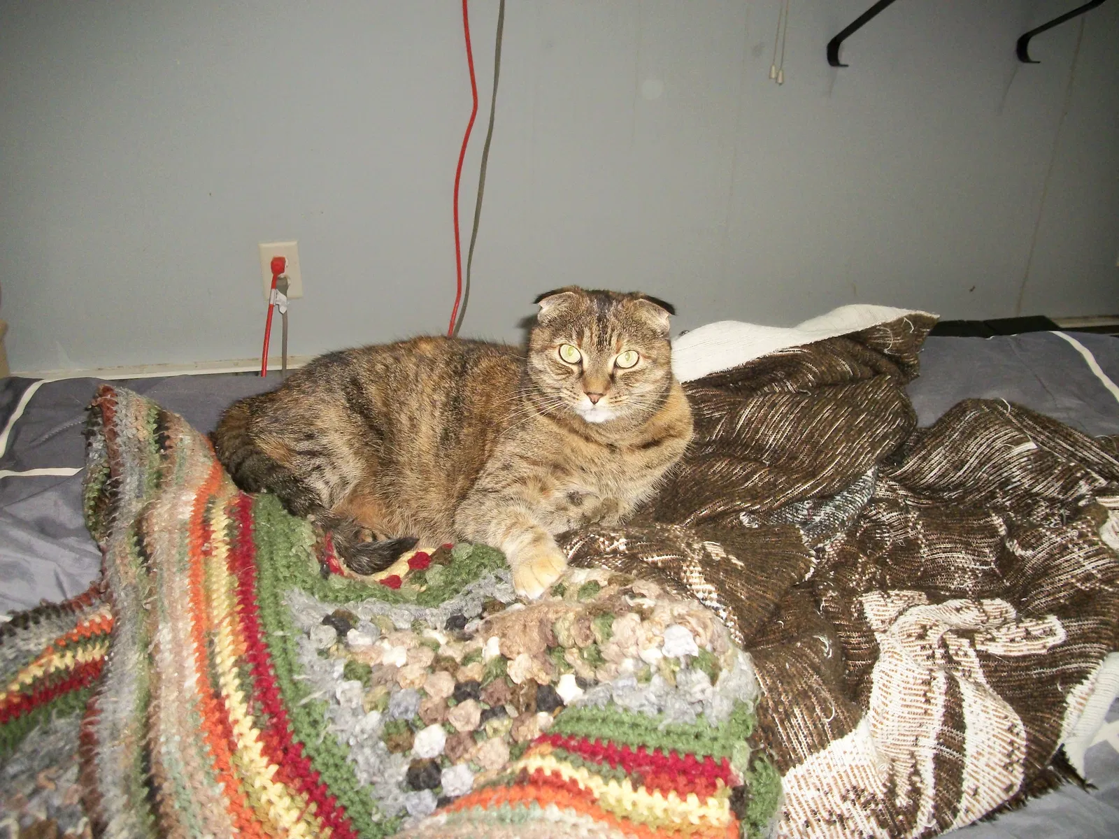 Lost cat in Woodstock, CT, 6281