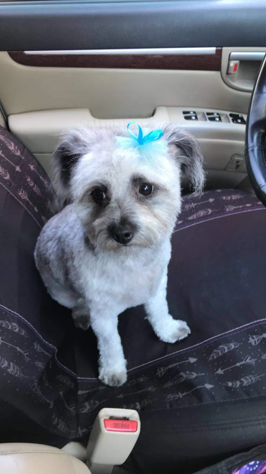 Lost dog in Mcalester, OK, 74501
