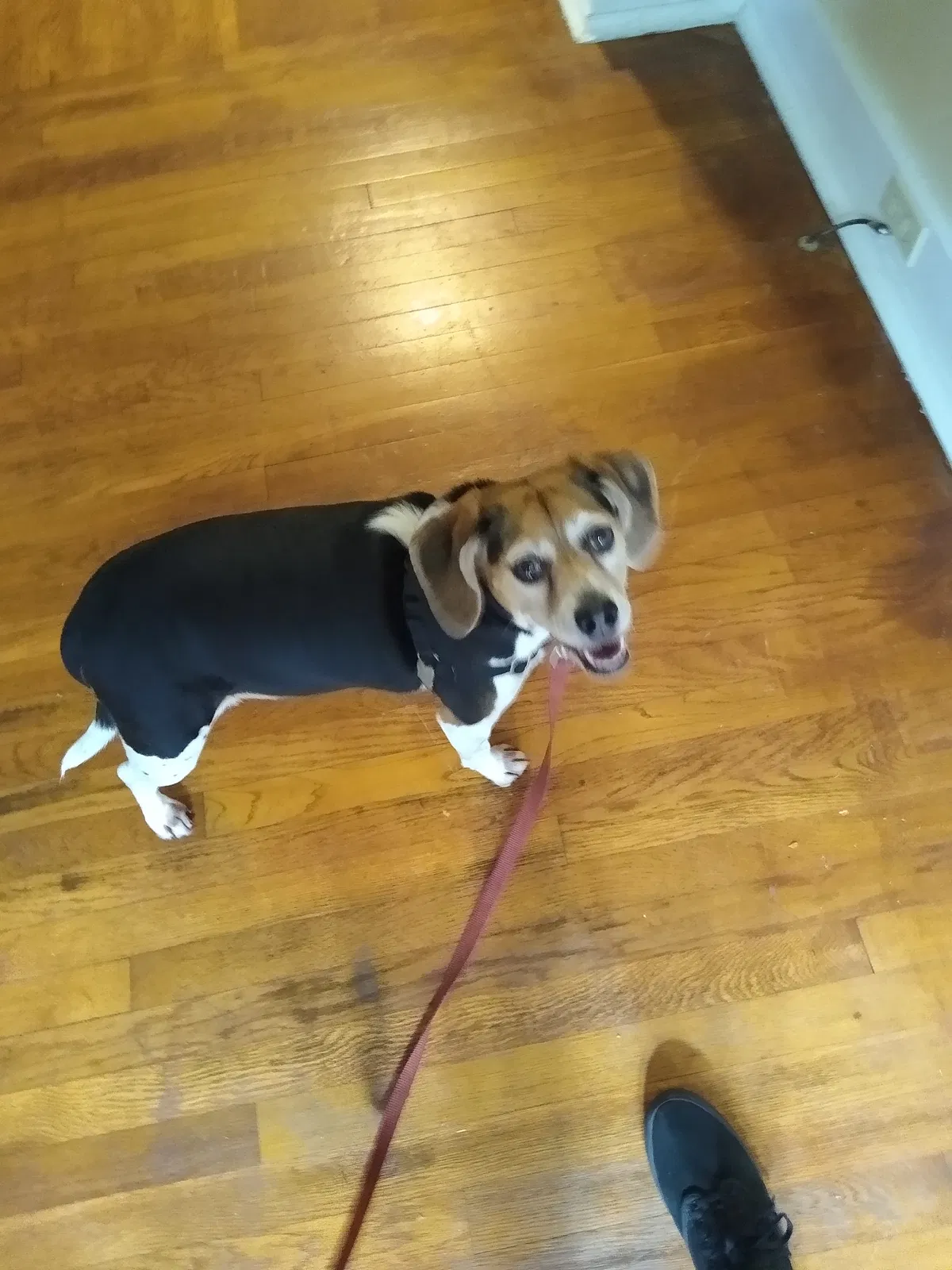 Found dog in Little Rock, AR, 72206
