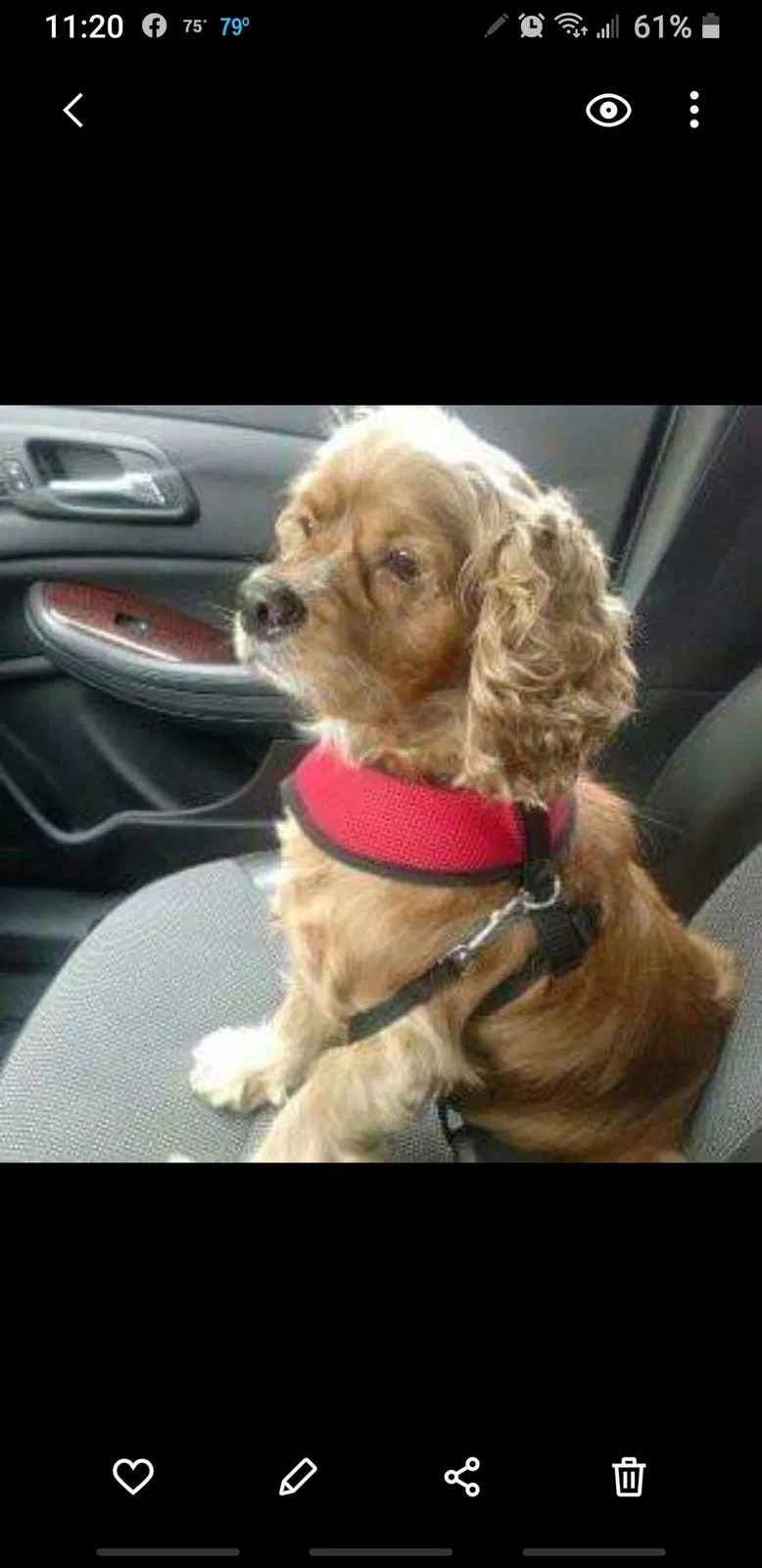 Lost dog in Deltona, FL, 32738
