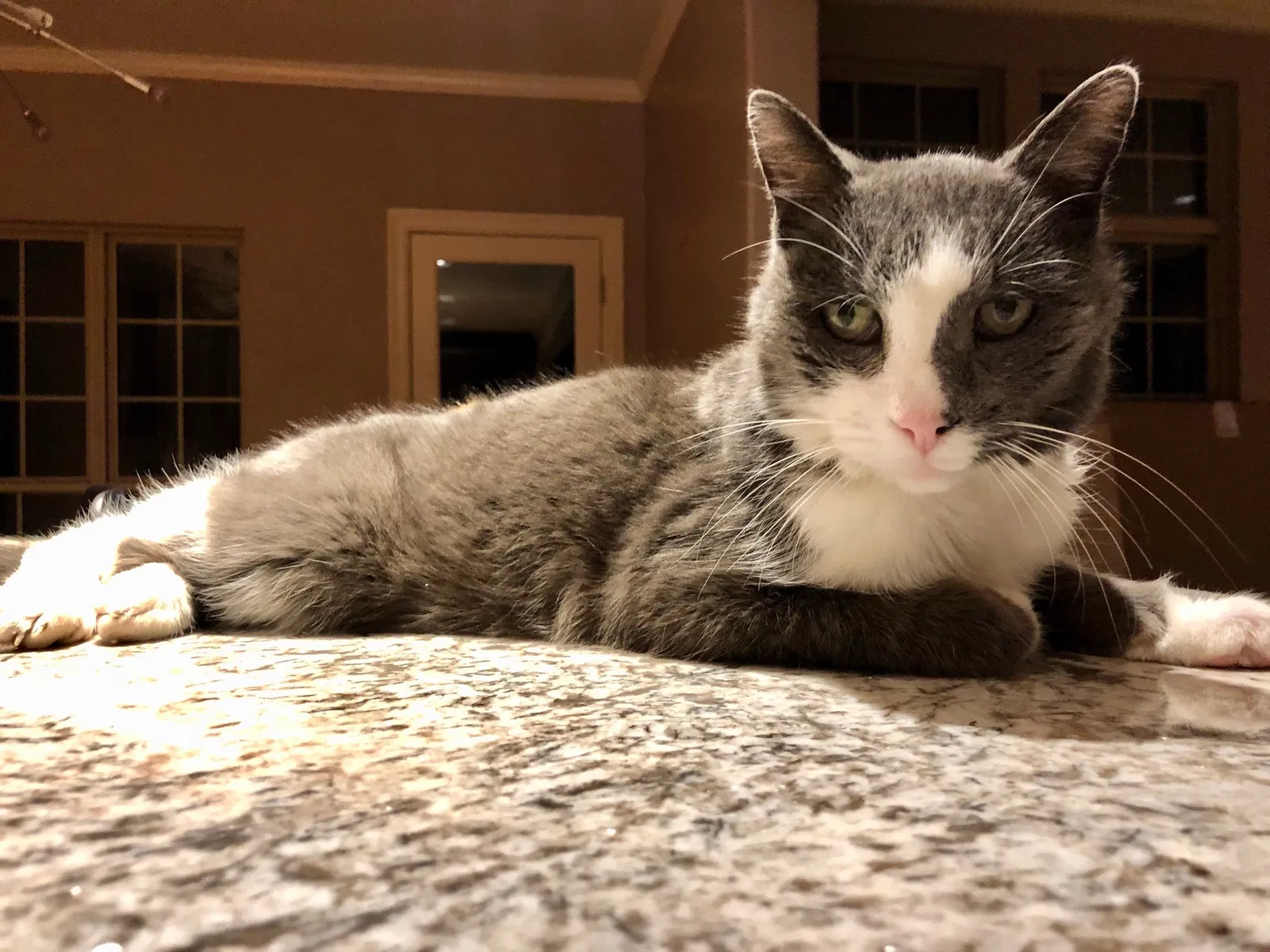 Lost cat in Tulsa, OK, 74133