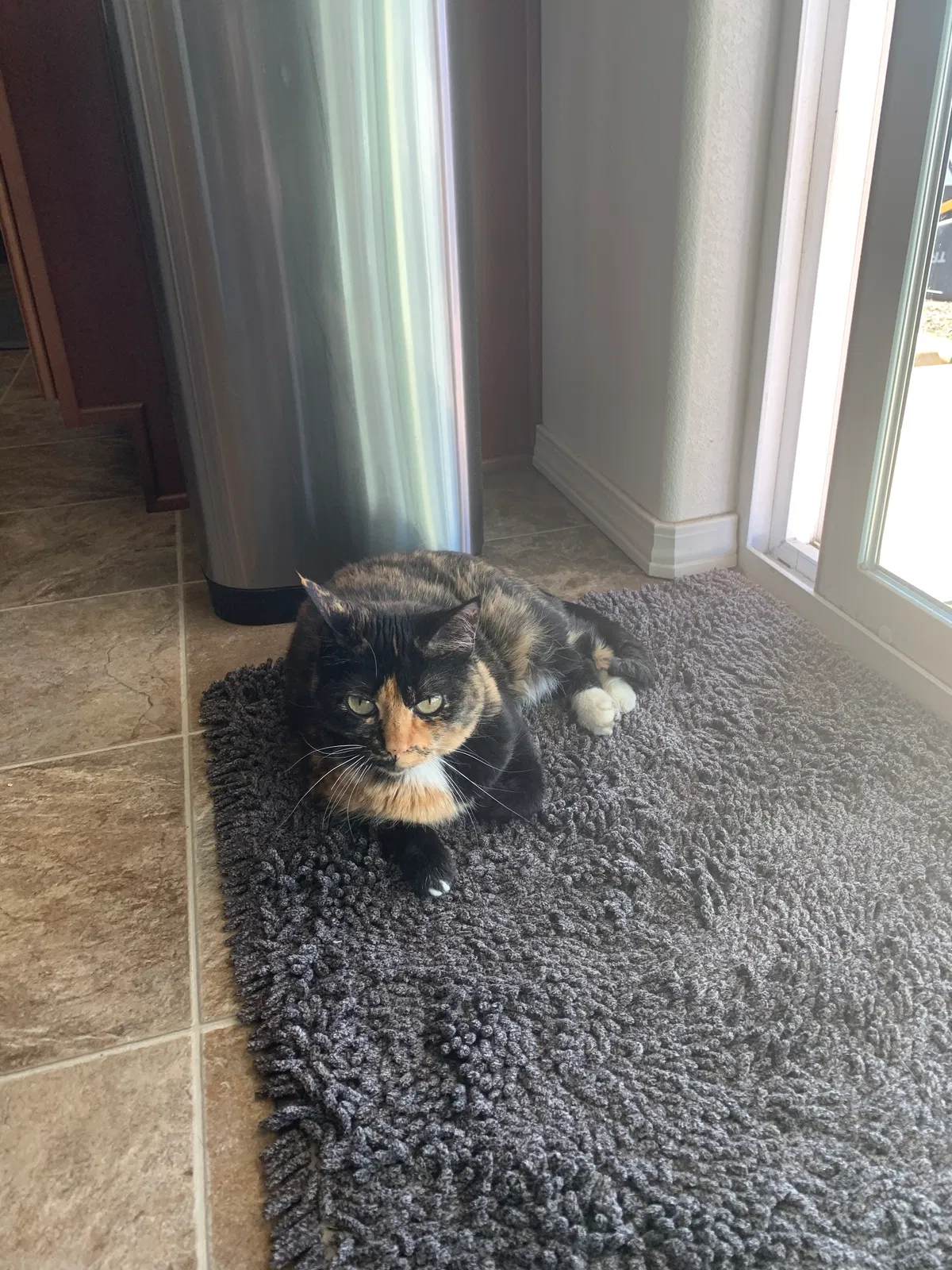 Lost cat in Rathdrum, ID, 83858