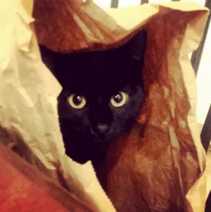 Lost cat in Mayer, AZ, 86333