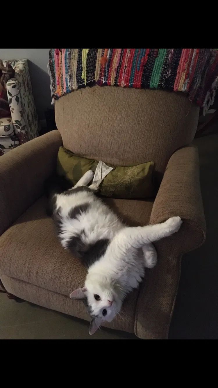 Lost cat in Braxton, MS, 39044