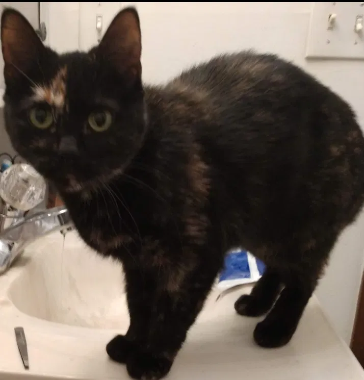 Lost cat in Pleasant Hill, IA, 50327