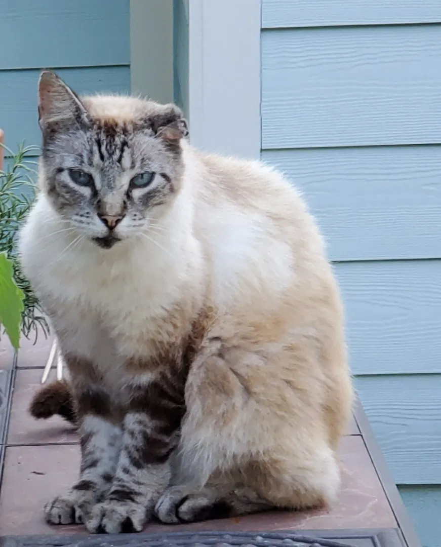 Lost cat in Ocean Springs, MS, 39564