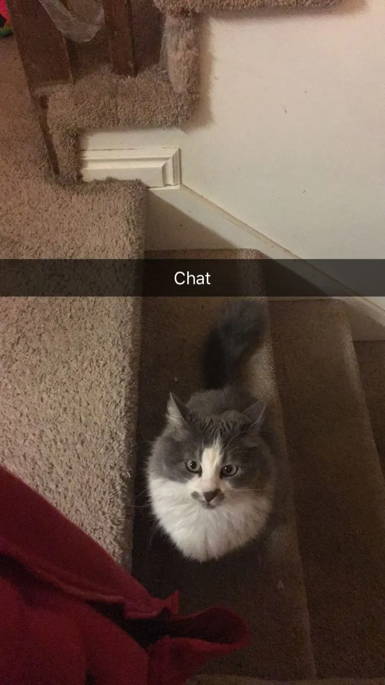 Lost cat in Clearfield, UT, 84015