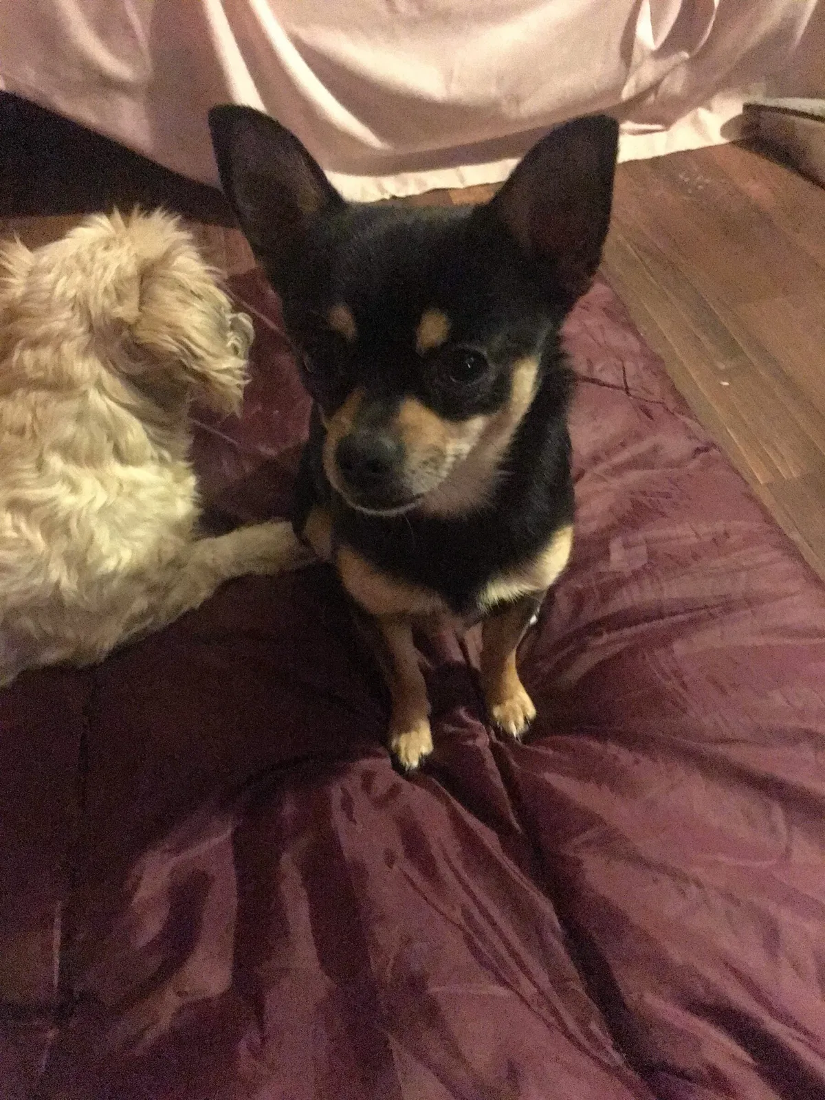 Lost dog in Milwaukee, WI, 53206