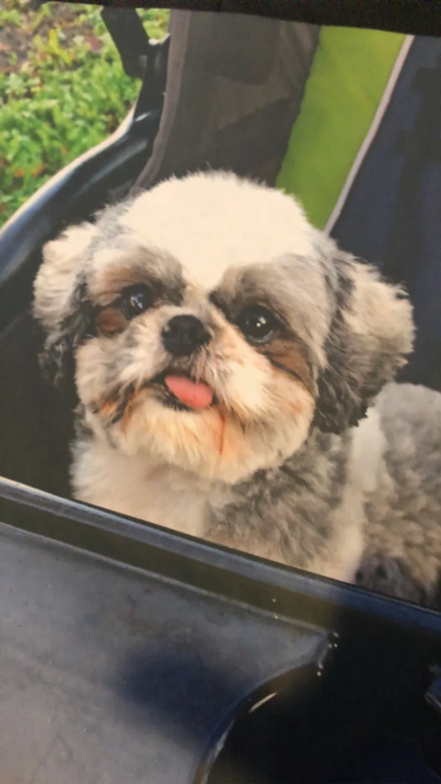 Lost dog in Orlando, FL, 32809