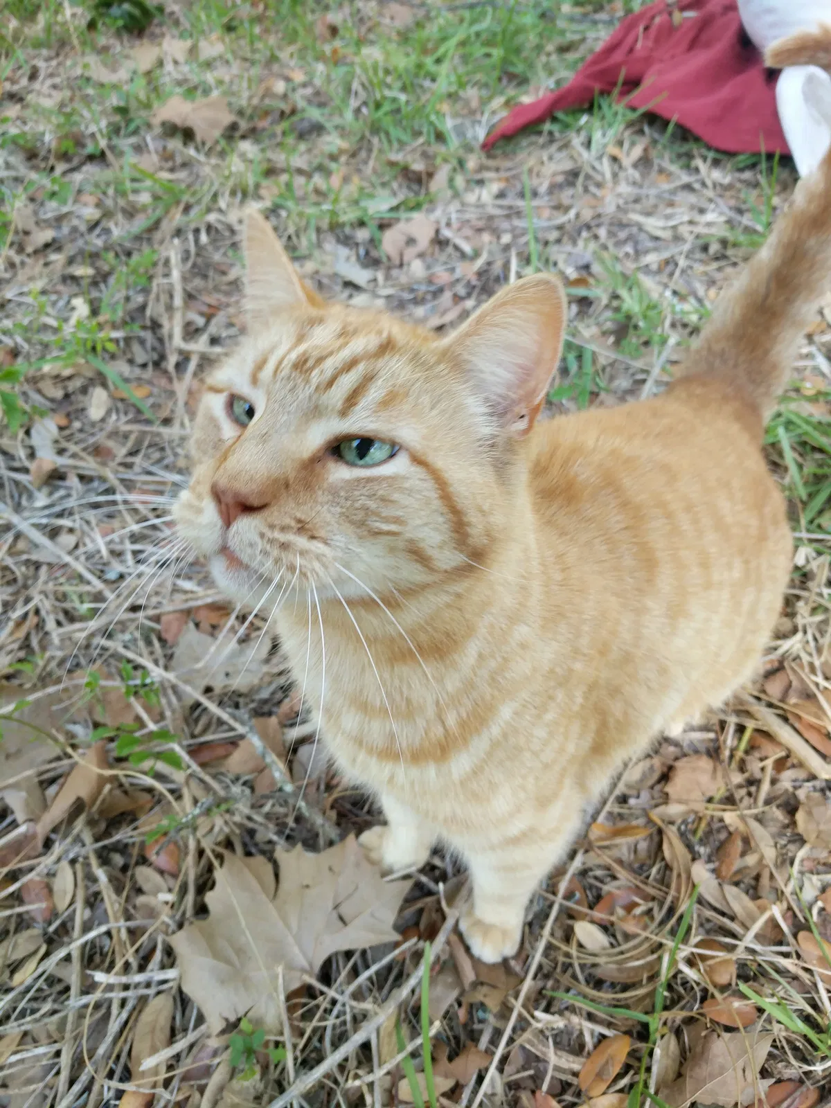 Lost cat in Webster, FL, 33597