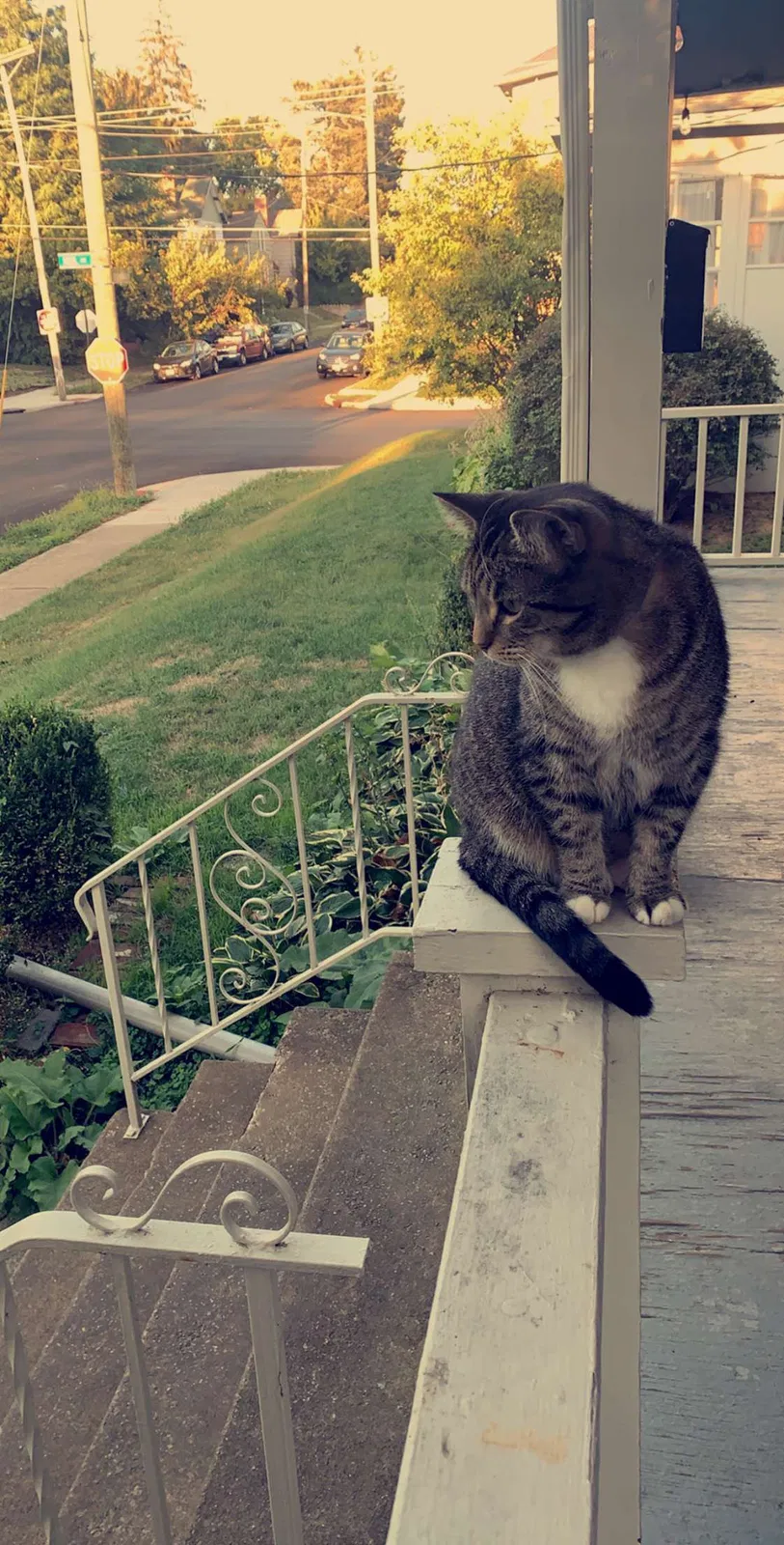 Lost cat in Columbus, OH, 43202