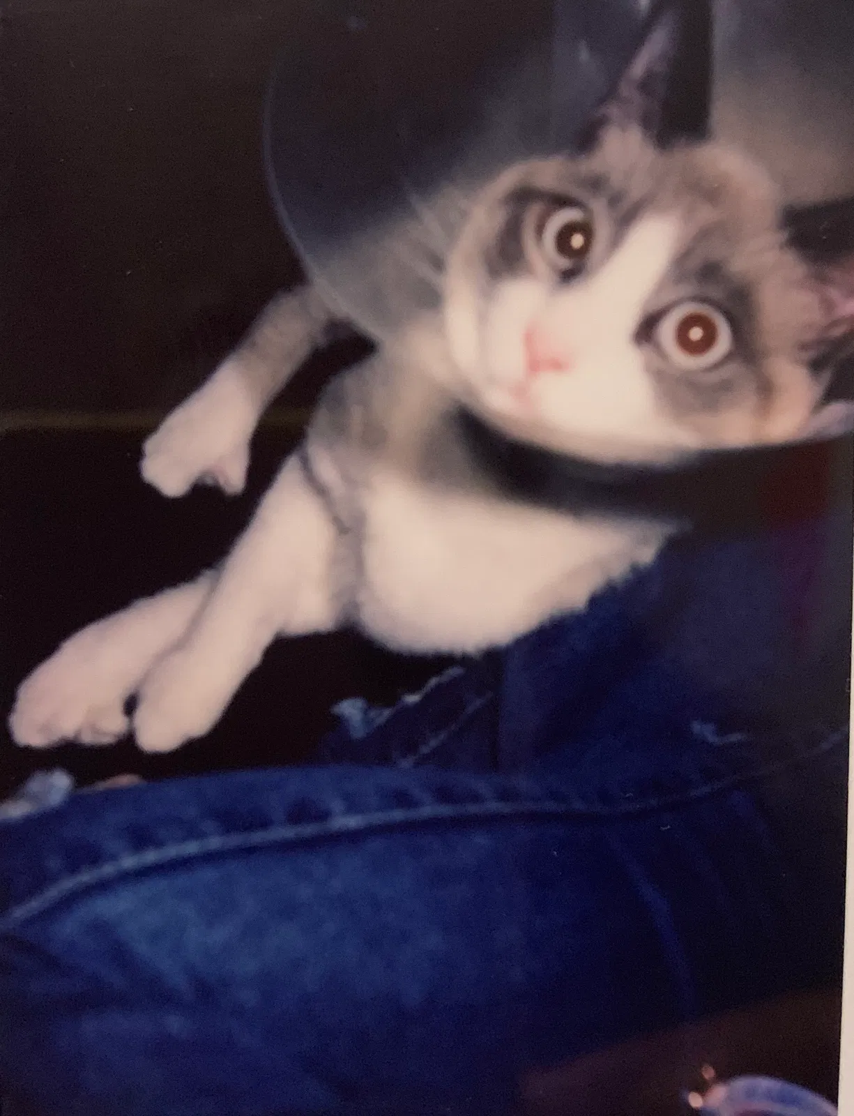 Lost cat in Monterey Park, CA, 91754