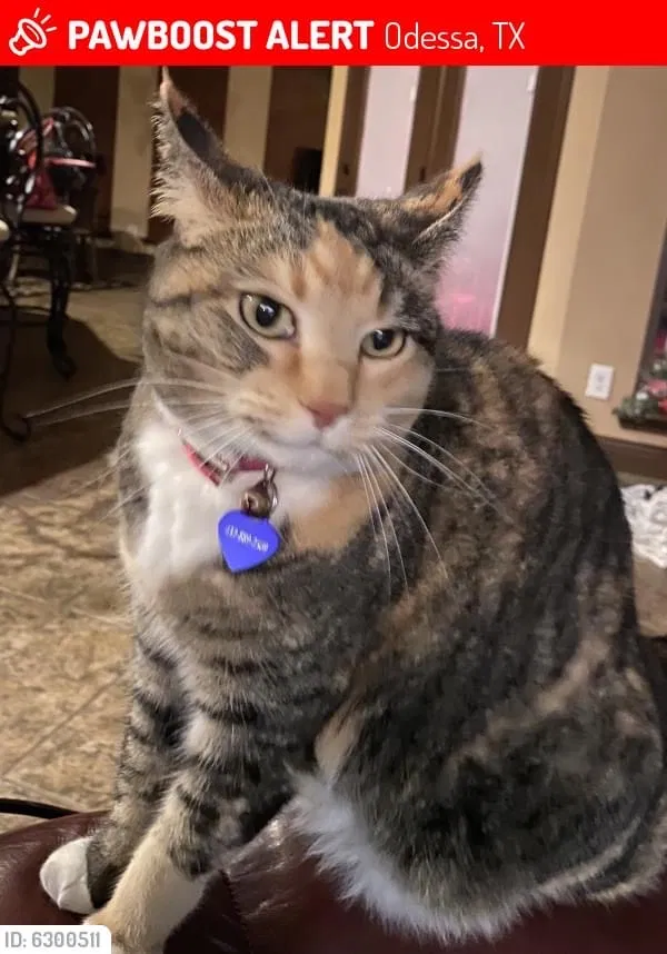 Lost cat in Odessa, TX, 79765