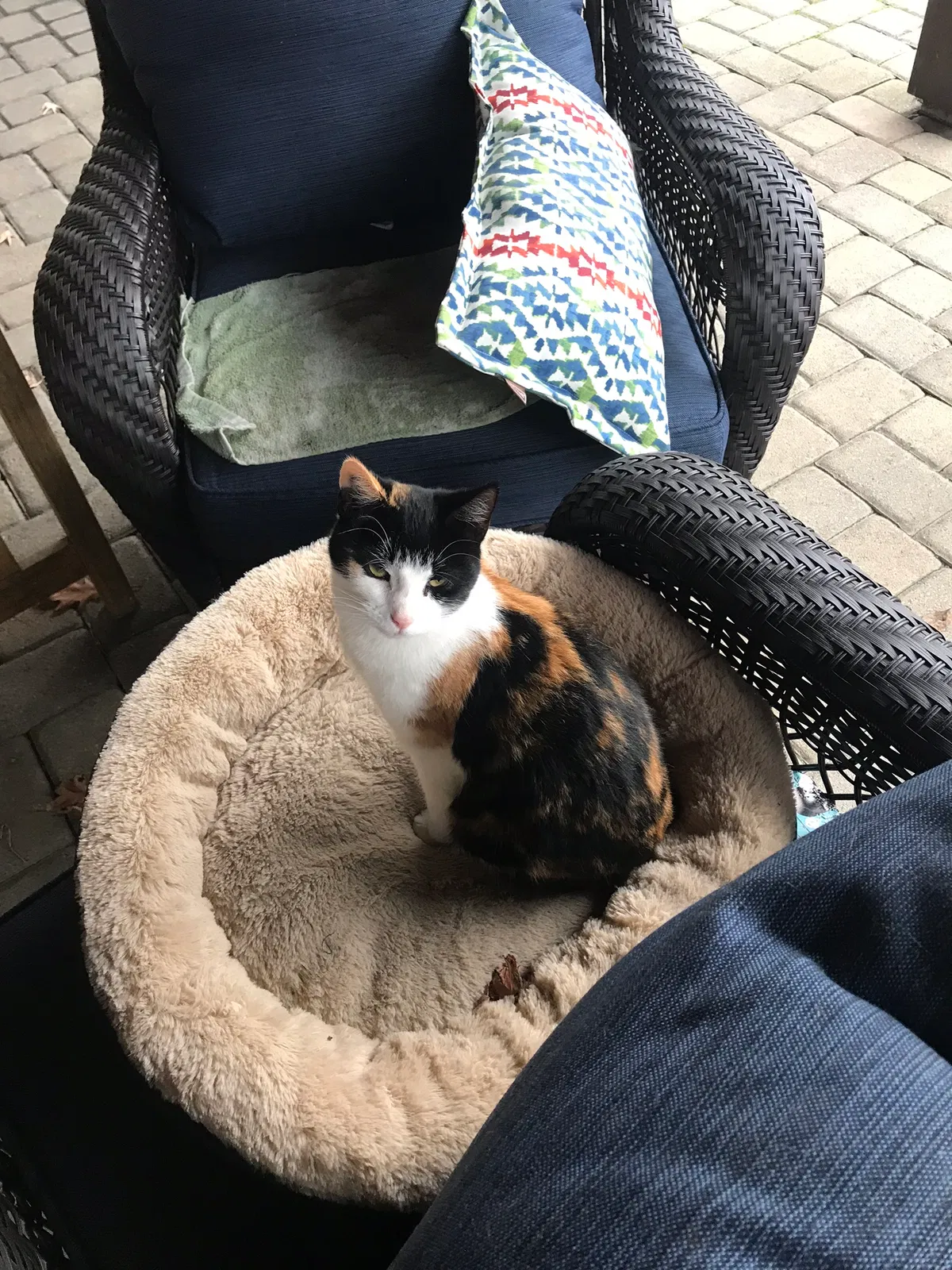 Lost cat in Dayton, OH, 45434