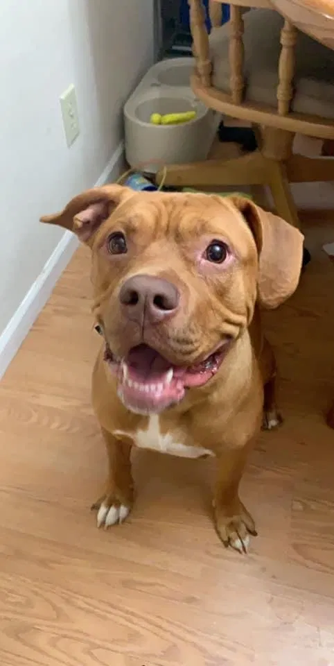 Lost dog in Galloway, OH, 43119