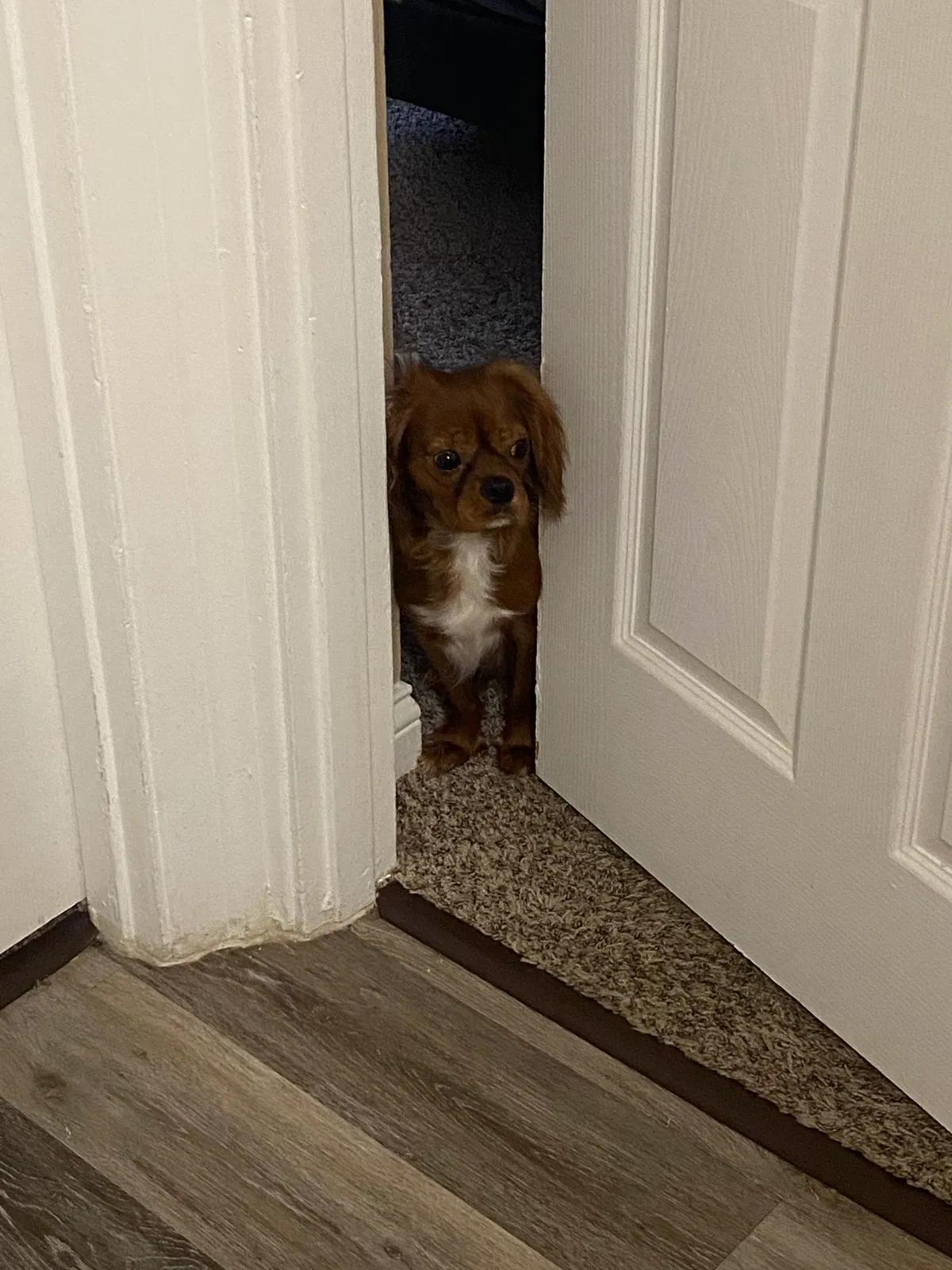Lost dog in Cincinnati, OH, 45223