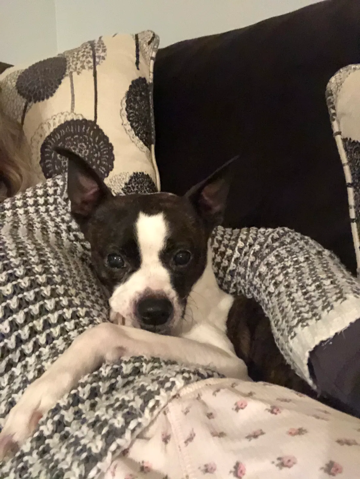 Lost dog in Powell Butte, OR, 97753