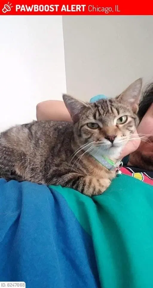 Lost cat in Chicago, IL, 60639