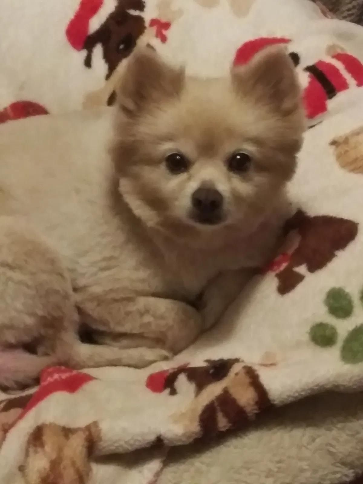 Lost dog in Turlock, CA, 95380